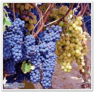 Grapes-italy