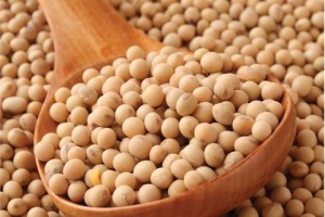 soybean-properties